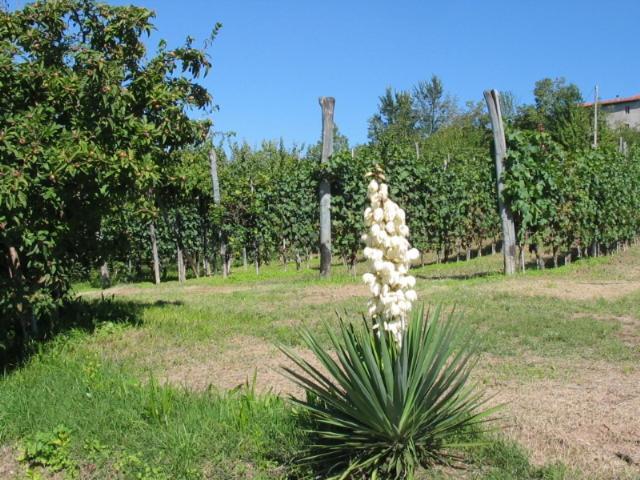 蒙多维Cascina Bringin公寓 外观 照片